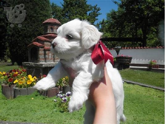 MALTESE Toy καθαροαιμα κουταβακια 6940048695 αθηνα θεσσαλονικη κρητη...