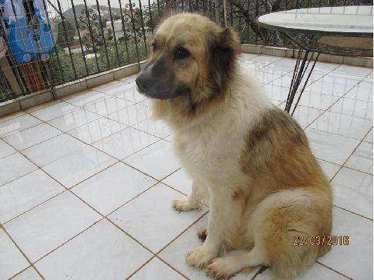 ΚΙΡΑ Ασιατικό λυκόσκυλο