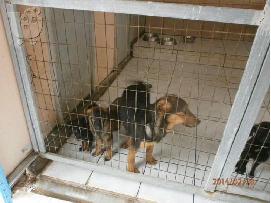 Κουταβακια χαριζονται