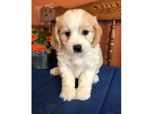 PoulaTo: Cavachon puppies