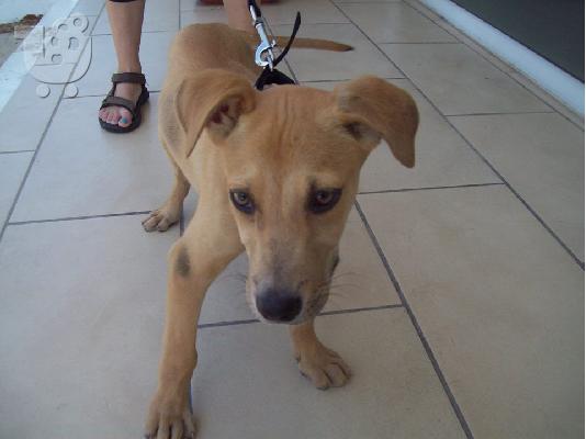 3 μηνων pitbull/κυνηγοσκυλο ψαχνει σπιτακι