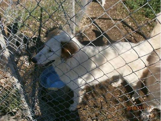 Κουταβοι ημιαιμοι τσοπανοι χαριζονται