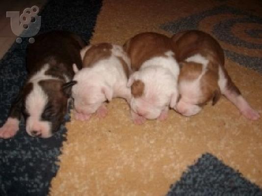 PoulaTo: Πανέμορφα κουταβάκια American Staffordshire Terrier
