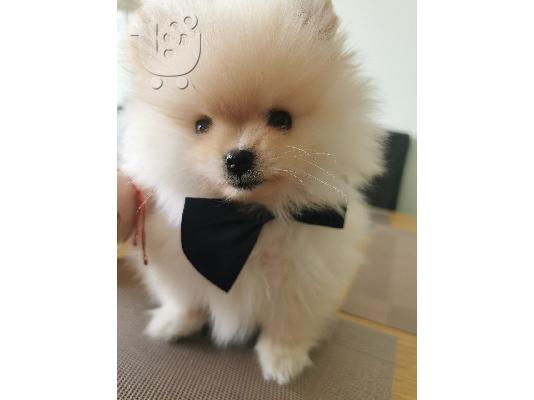 Πώληση Pomeranian σκύλοι και κουτάβια