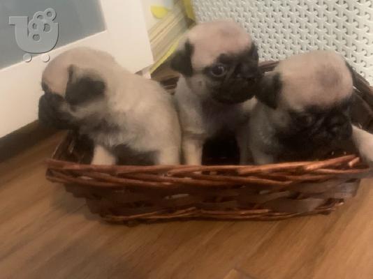 Pugs προς πώληση