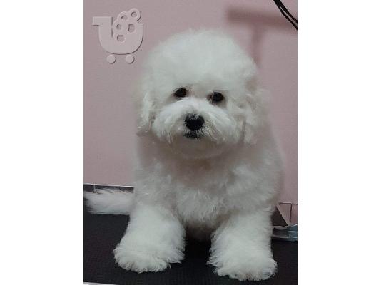 Bichon Frize κουτάβια