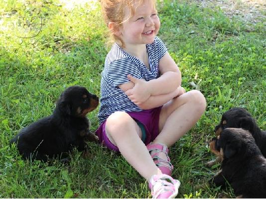 PoulaTo: Κουτάβια Rottweiler