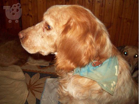 Ο Ryan 6.5 ετων