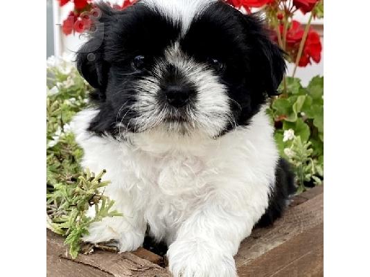 SHIH TZU