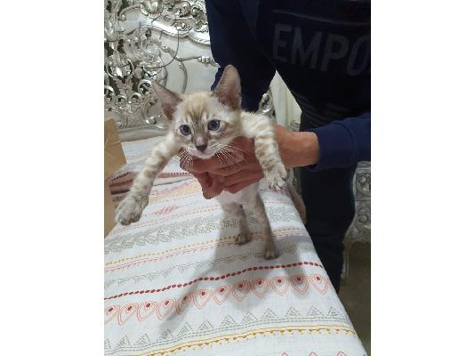 PoulaTo: ***Snow Lynx Bengal One Boy, Two Girls, Ready Now***