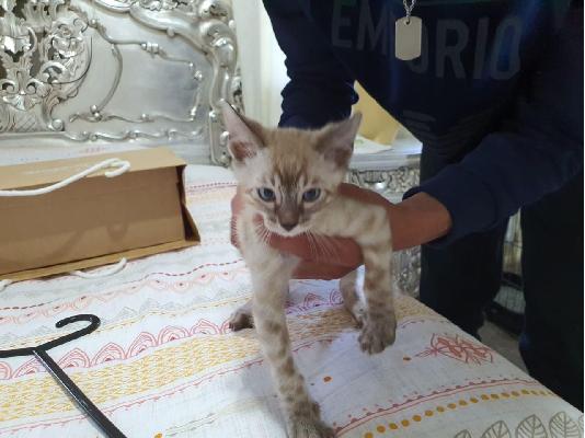 ***Snow Lynx Bengal One Boy, Two Girls, Ready Now***