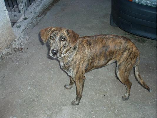 PoulaTo: Σκυλιτσα συντροφιας χαριζεται