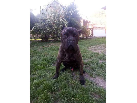 Cane Corso αγόρι προς πώληση