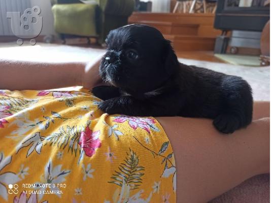FLUFFY γαλλικό μπουλντόγκ
