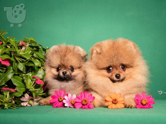 Pomeranian Spitz κουτάβια