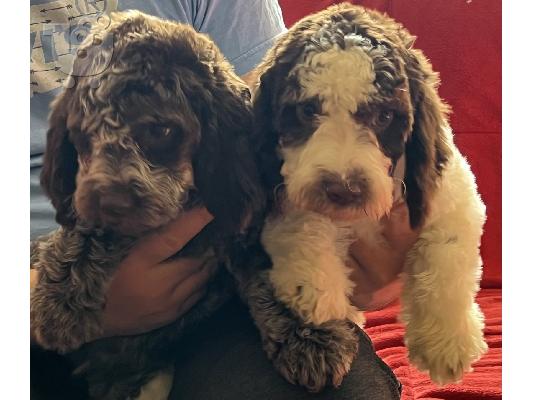 Lagotto Romagnolo προς πώληση