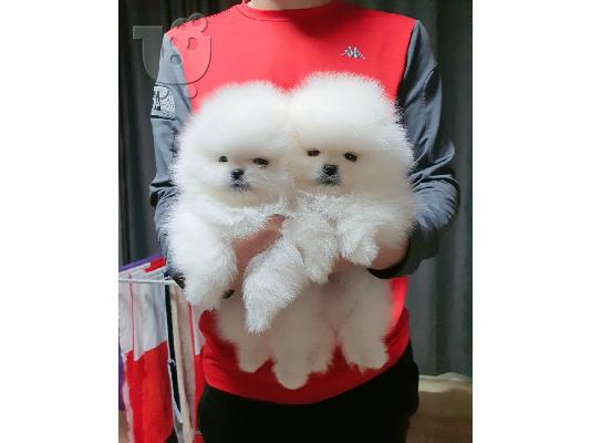 PoulaTo: Δύο φοβερά κουτάβια Pomeranian για Rehoming