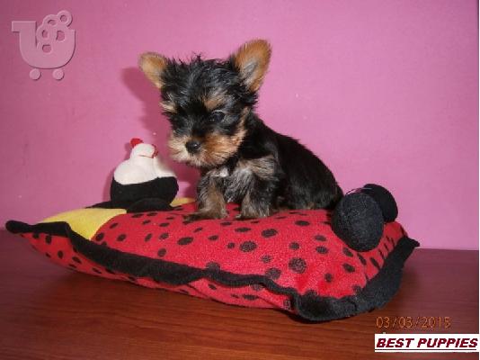 PoulaTo: YORKI -TOY