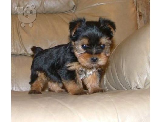 PoulaTo: Yorkshire mini κουτάβια