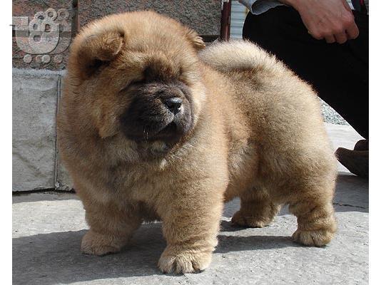 Τσόου Τσόου – 400 euro