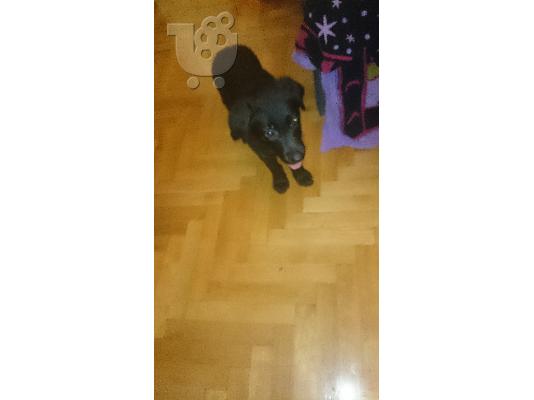 PoulaTo: XΑΡΙΖΕΤΑΙ ΚΑΘΑΡΟΑΙΜΟ ΛΑΜΠΡΑΝΤΟΡ 3 ΜΗΝΩΝ