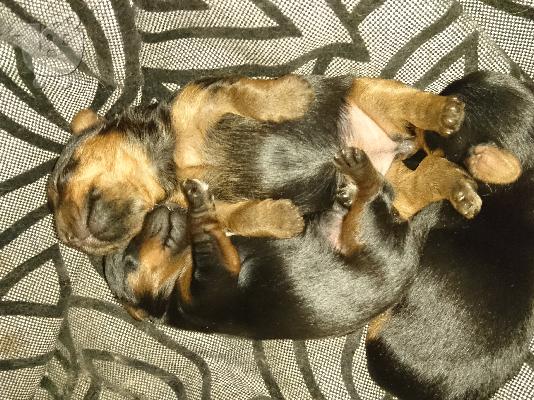 PoulaTo: yorkshire toy puppy