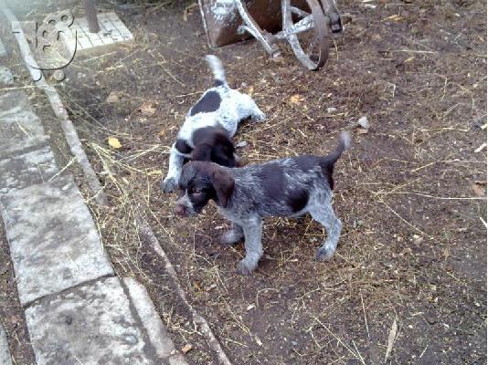 PoulaTo: Ντράτχααρ – 300 euro