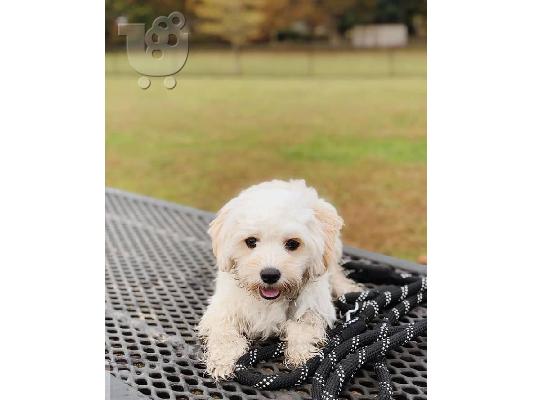 Όμορφο όμορφο Cavachon