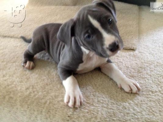 Eτοιμοπαράδοτο American Staff Blue