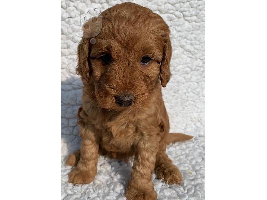 PoulaTo: Ευφυή κουτάβια Labradoodle
