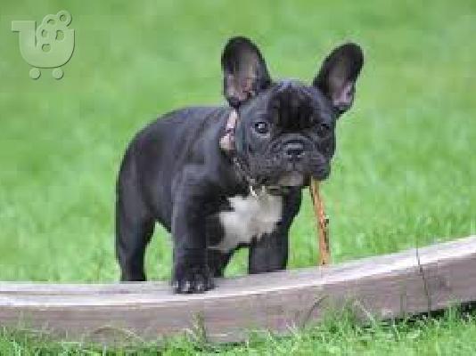 PoulaTo: Γαλλικο μπουλντογκ - French bulldog