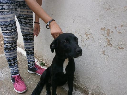 Νεαρη κυλιτσα χαριζεται