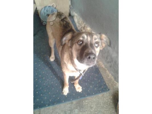 Η Λιζα ψαχνει σπιτι