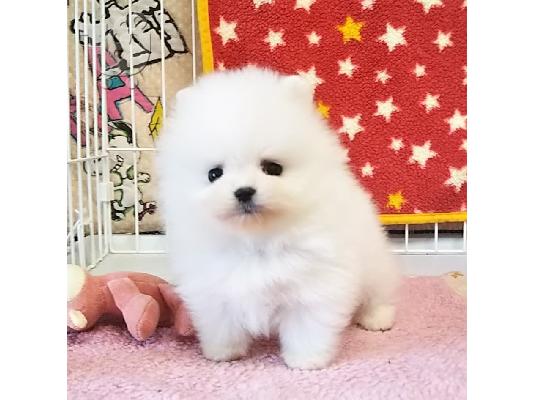 PoulaTo: Υπέροχα κουτάβια Pomeranian