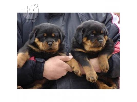 PoulaTo: εκπληκτικό Rottweiler