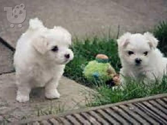 PoulaTo: Μαλτέζ μίνι Maltese μίνι