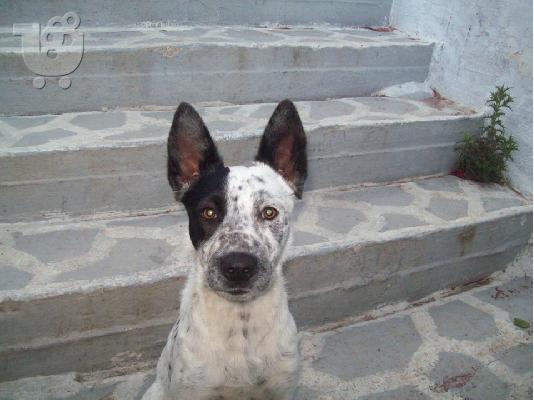 Μεγαλοσωμος κουταβος