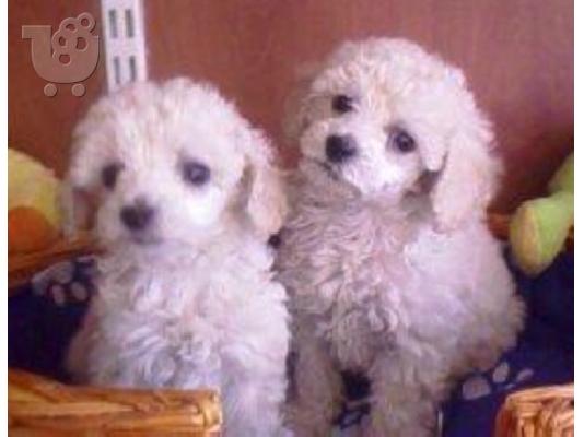 PoulaTo: Κανίς toy ΛΕΥΚΑ Caniche Poodle