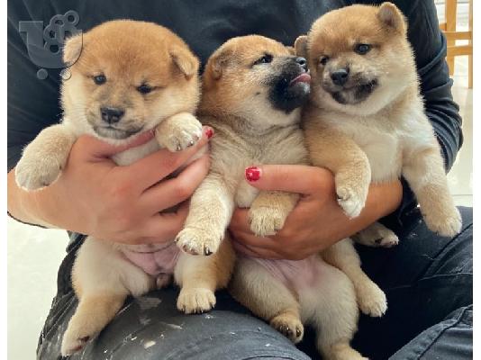 Ιαπωνικά Shiba Inu