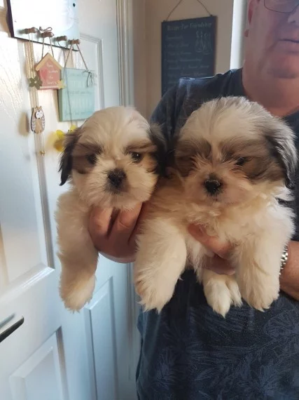 PoulaTo: shih tzu κουτάβια για υιοθεσία