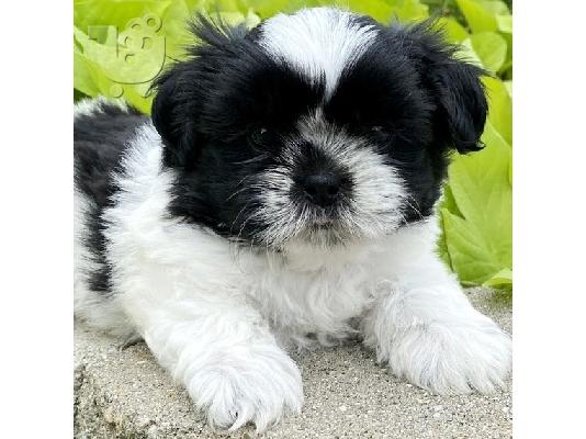 Shih Tzu κουτάβια