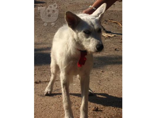 PoulaTo: Η Σίμπα χαριζεται