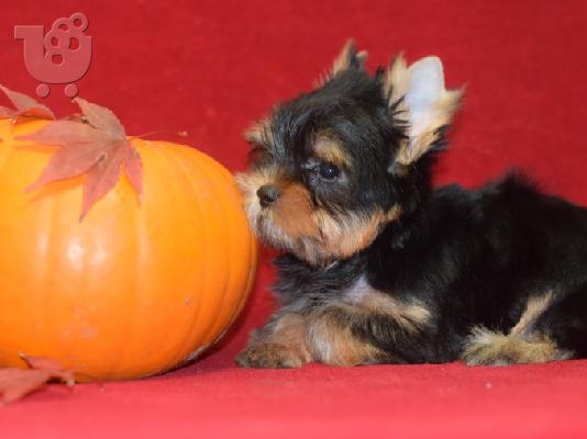 PoulaTo: Όμορφα κουτάβια του Γιορκσάιρ προς πώληση