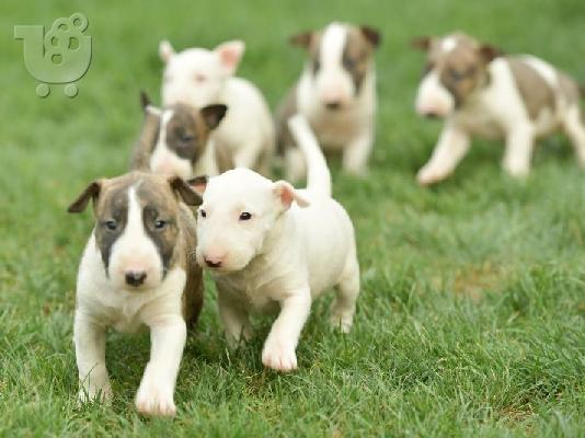 Bull Terrier κουτάβια