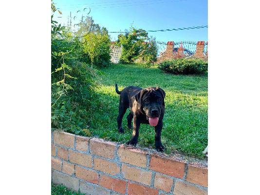 Αφρικανικό Boerboel κουτάβια