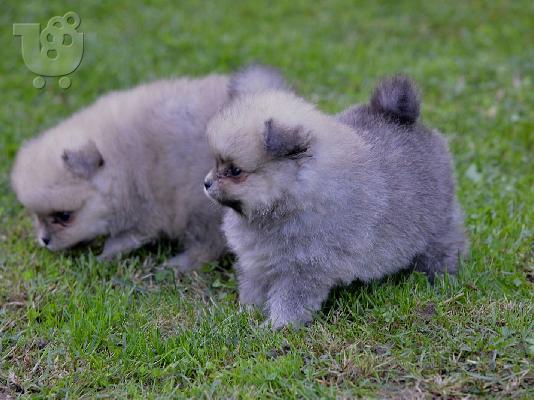 Pomeranian Spitz κουτάβια