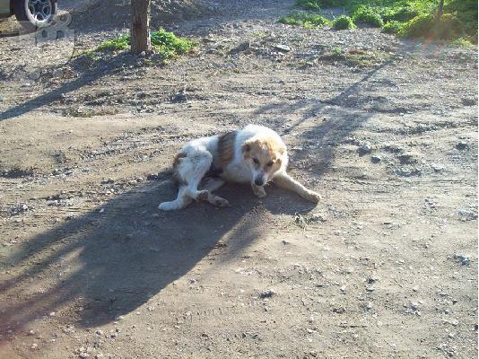 WOODY Ο ΤΡΥΠΟΚΑΡΥΔΟΥΛΗΣ