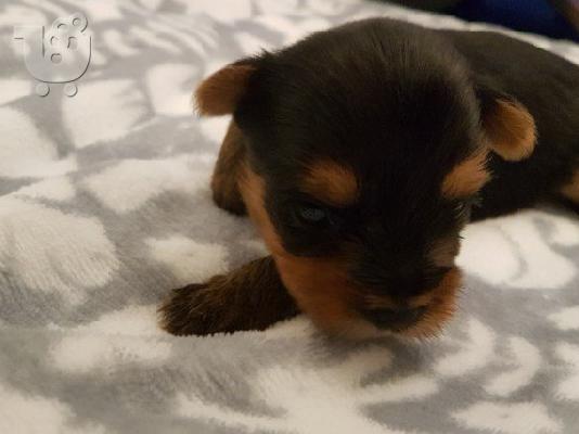 PoulaTo: Yorkshire κουτάβια