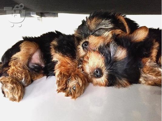 PoulaTo: αγαπούν το Yorkie terrier έτοιμο για υιοθέτηση.