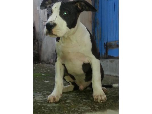 PoulaTo: Pitbull american